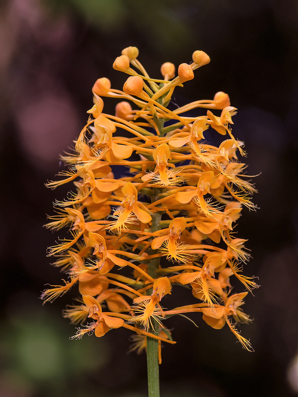 Platntera ciliaris (Yellow Fringed orchid)