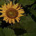 Sunny Flower (thirds)