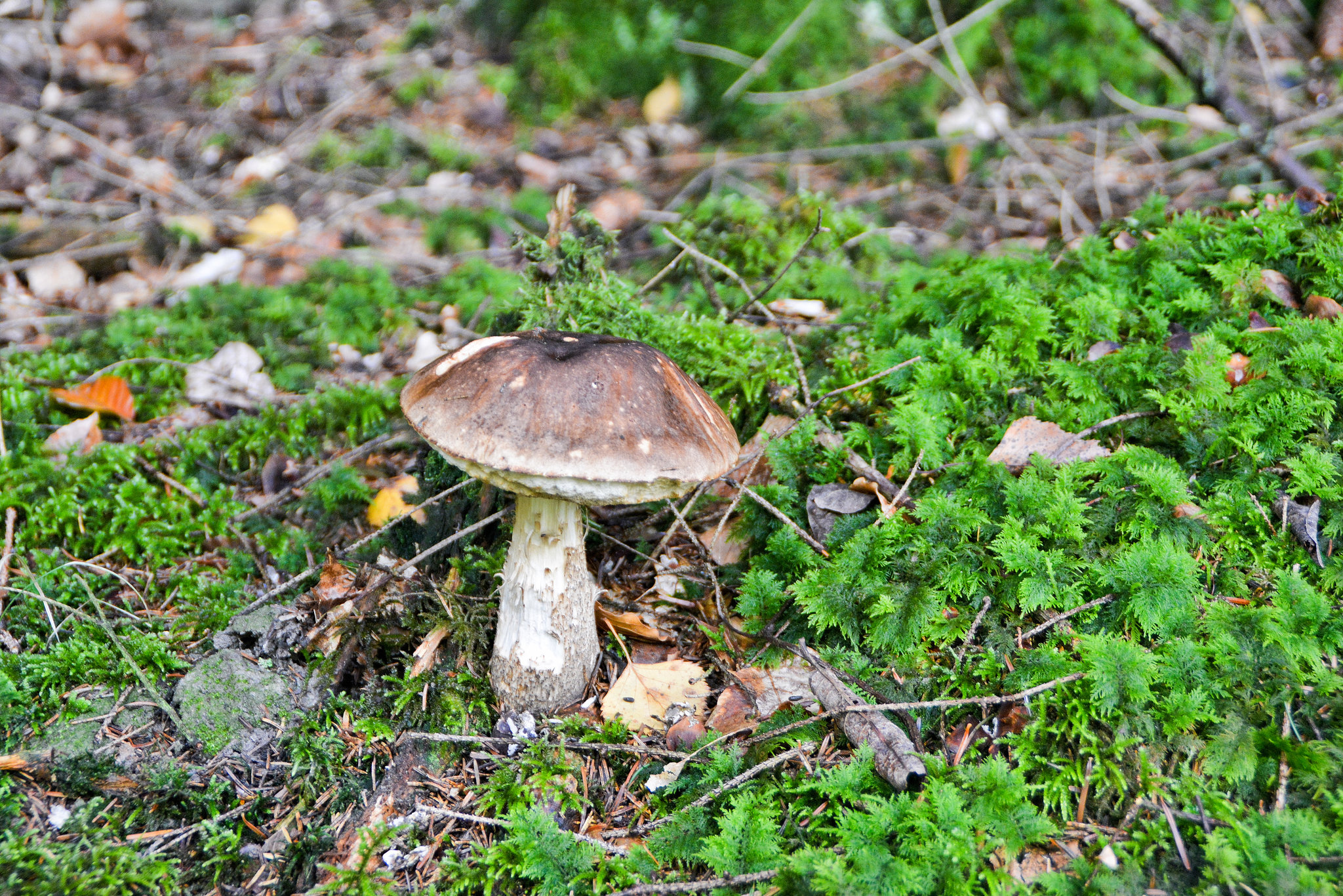 Gemeiner Birkenpilz (Leccinum scabrum)