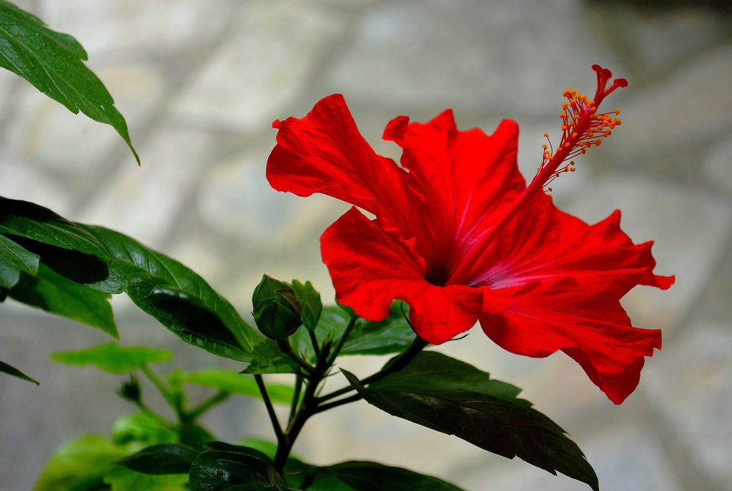 ... hibiscus ...