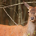 Jeune biche