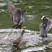 EF7A8742 Moorhen vs Coot