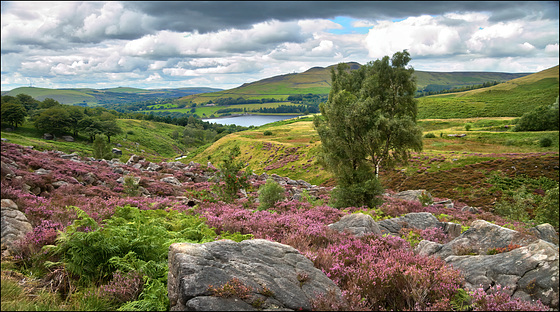 Dovestone's