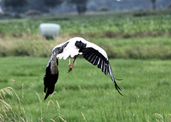 Ein kranker Storch