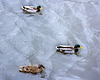 Three Mallards