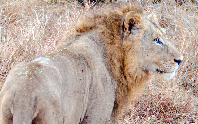 South Africa Kruger Park IGP7949