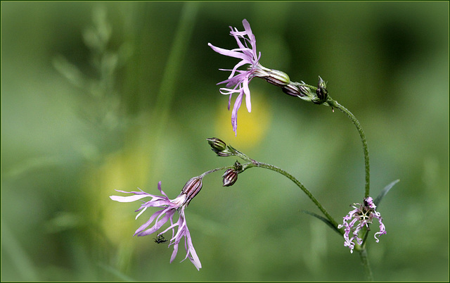 Lychnis flos-cuculi