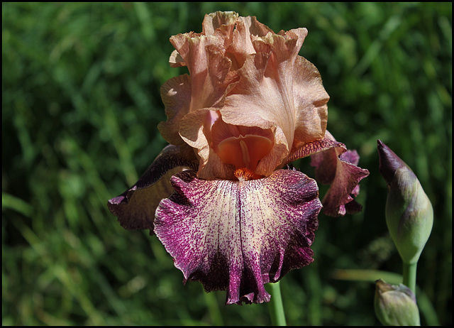 Iris Secret Melody (3)