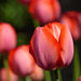 tulipani per il 25 Aprile