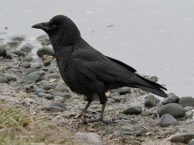 Northwestern Crow