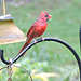 Northern Cardinal