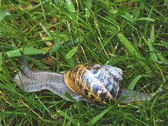 Clearly proceeding at a snail's pace!