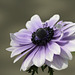 Anemone coronaria