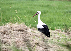 Ein verletzter Storch   (pip)