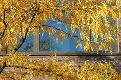 Herbstbaum