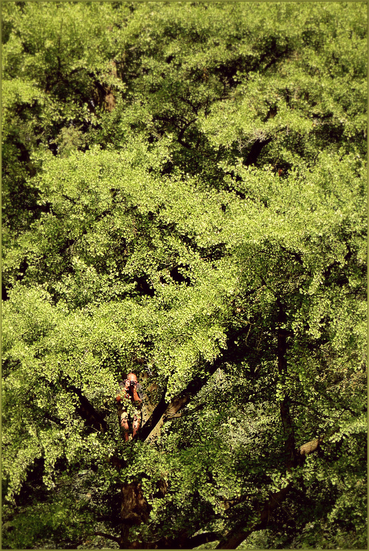 Spotted from under the green Leaves... :-)