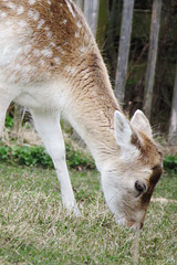 clissold park deer