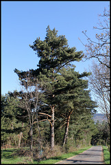 Pin sylvestre