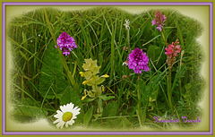 Bundwiesen Blumen mit Orchideen