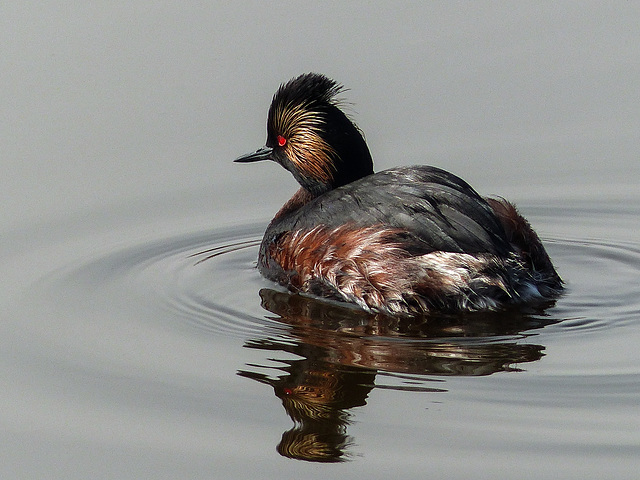 Eared Grebe / Podiceps nigricollis