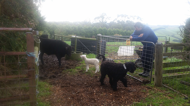 morning constitutional for the lambs