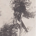 P.06 c crash dans un arbre