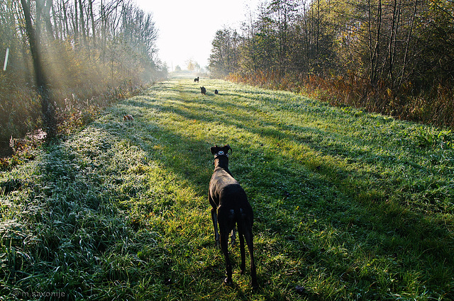 ochtendwandeling