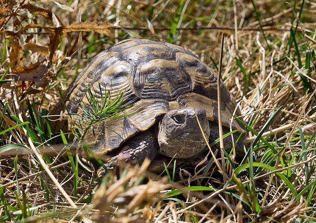 Nordmazedonien - Schildkröte