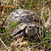 Nordmazedonien - Schildkröte