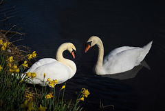 Swans in love!!