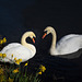 Swans in love!!