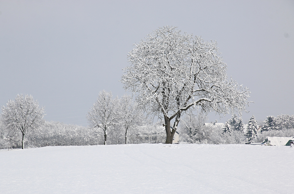 Schneewinter