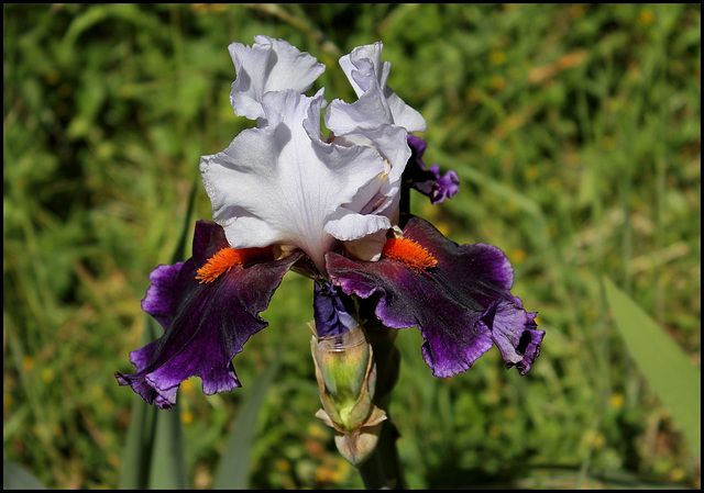 Iris Sharpshooter