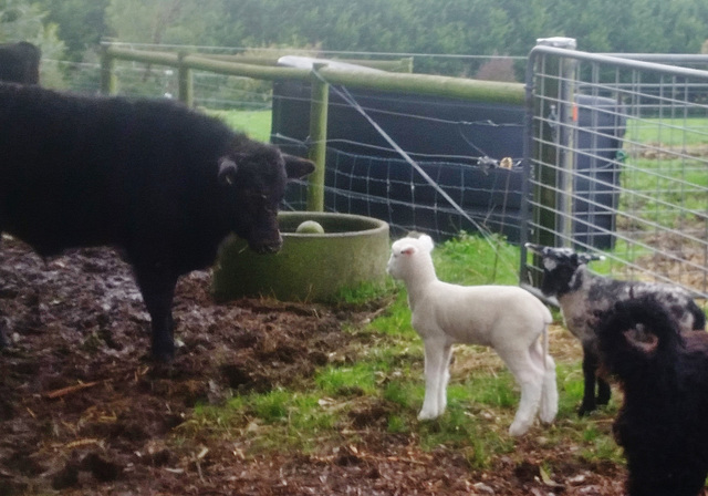 morning constitutional for the lambs