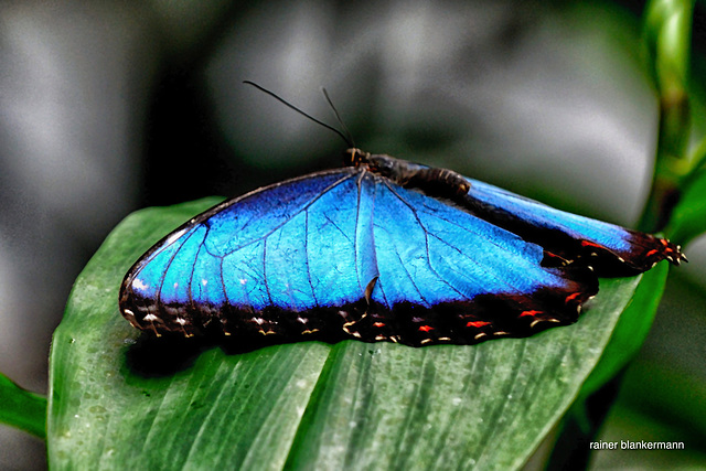 Blue Morpho