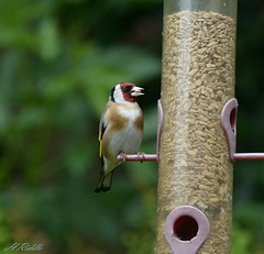 Herbs garden birds, Goldfinch