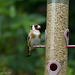 Herbs garden birds, Goldfinch