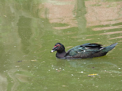 Pato nadando