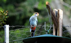 Pale Headed Eastern Rosella.