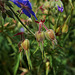 Wild And Blue Geraniums