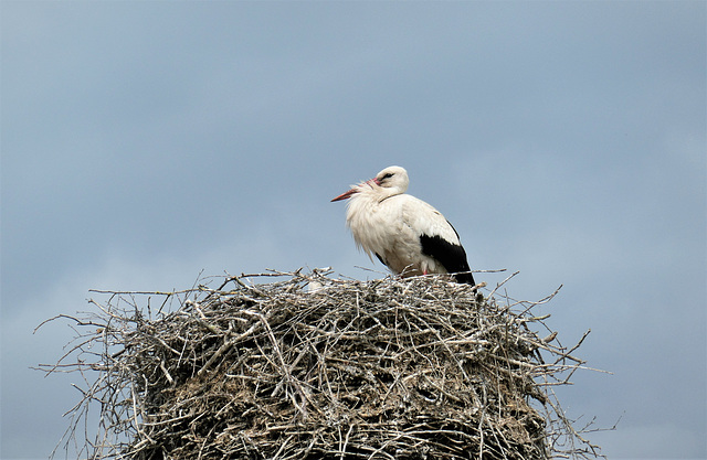 Boldekower Storch