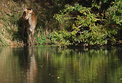 biche au bord de l'eau  (Seine & Marne)