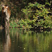 biche au bord de l'eau  (Seine & Marne)