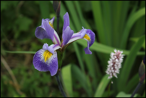 Iris x robusta (1)