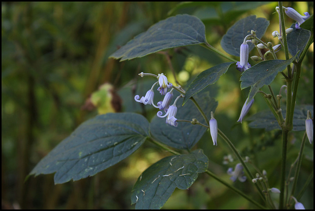 Clematis stans (3)