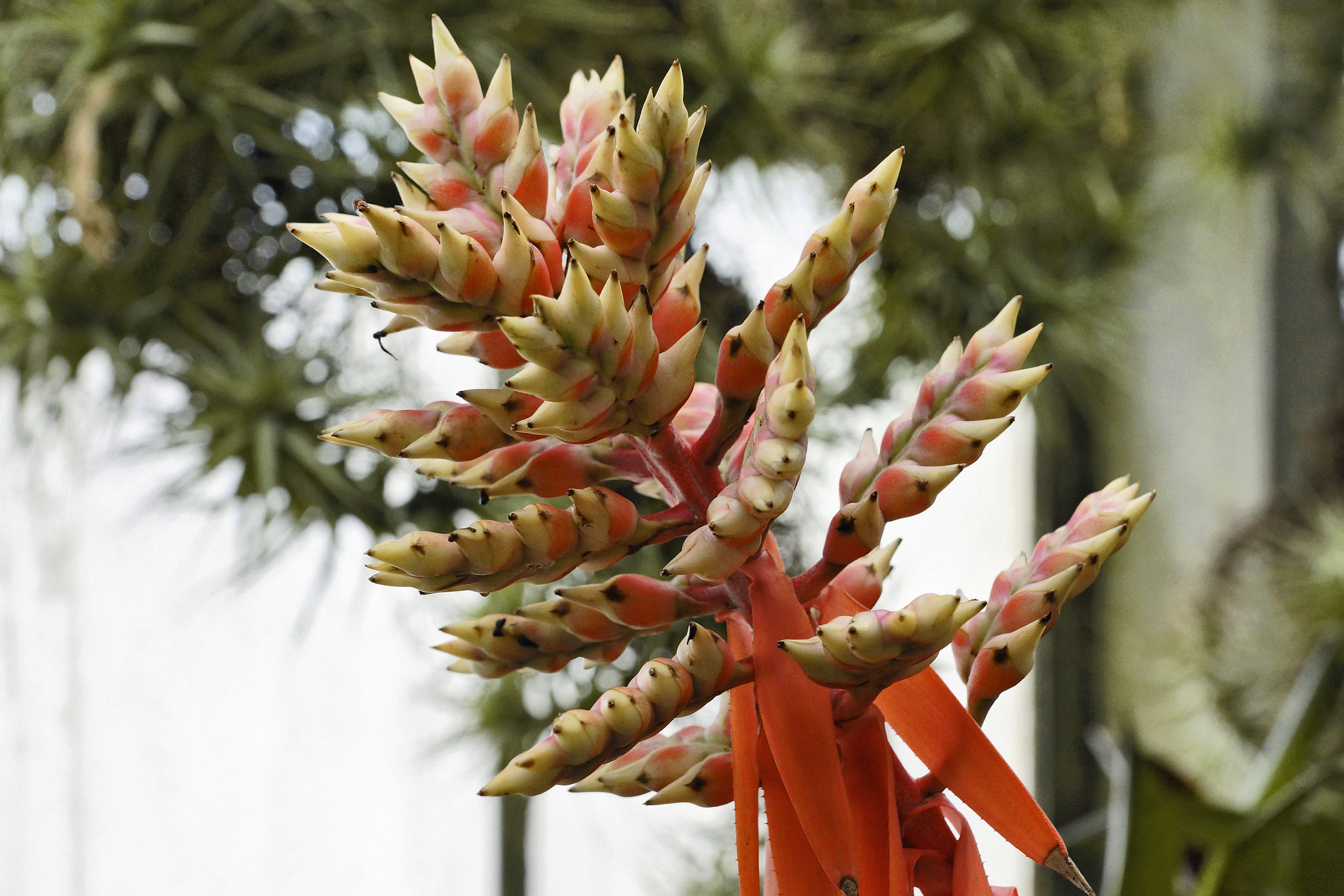 Pink and White Aechmea – Botanical Garden, Montréal, Québec