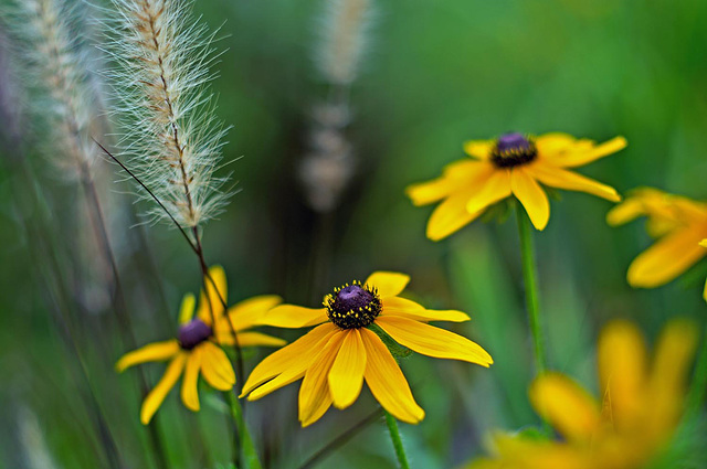 Black-eyed Susans