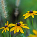 Black-eyed Susans