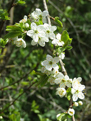 Schlehenblüten