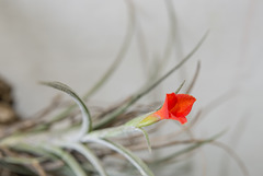 Tillandsias